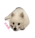 Spitz White Princess（個別スタンプ：20）