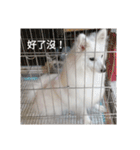 Spitz White Princess（個別スタンプ：21）