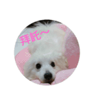Spitz White Princess（個別スタンプ：22）