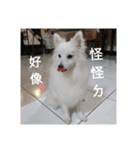 Spitz White Princess（個別スタンプ：23）