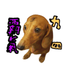 Miki doggy（個別スタンプ：4）