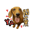 Miki doggy（個別スタンプ：5）