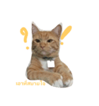 CatOrange1（個別スタンプ：1）