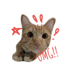 CatOrange1（個別スタンプ：2）