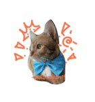 CatOrange1（個別スタンプ：3）