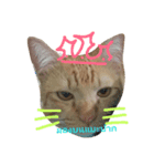 CatOrange1（個別スタンプ：4）