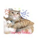 CatOrange1（個別スタンプ：5）