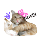 CatOrange1（個別スタンプ：6）