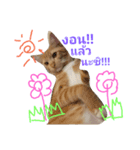 CatOrange1（個別スタンプ：7）