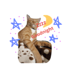 CatOrange1（個別スタンプ：8）
