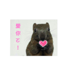 Funny Squirrel Brother ＆ Sister（個別スタンプ：10）