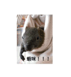 Funny Squirrel Brother ＆ Sister（個別スタンプ：12）