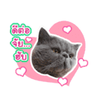 Nong Pong ＆ Kati fat cat (Thai v.)（個別スタンプ：37）