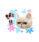 Nong Pong ＆ Kati fat cat (Thai v.)（個別スタンプ：38）