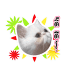 Nong Pong ＆ Kati fat cat (Thai v.)（個別スタンプ：39）