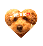 愛犬tiarachan（個別スタンプ：1）