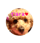 愛犬tiarachan（個別スタンプ：2）