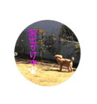 愛犬tiarachan（個別スタンプ：3）