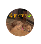 愛犬tiarachan（個別スタンプ：4）
