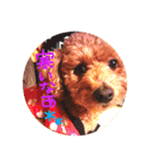 愛犬tiarachan（個別スタンプ：5）