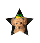 愛犬tiarachan（個別スタンプ：6）