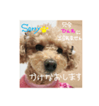 愛犬tiarachan（個別スタンプ：7）