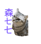 KAZOKU NECO（個別スタンプ：3）