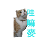 KAZOKU NECO（個別スタンプ：4）