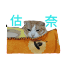 KAZOKU NECO（個別スタンプ：8）