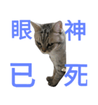 KAZOKU NECO（個別スタンプ：9）