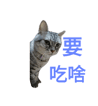KAZOKU NECO（個別スタンプ：14）