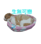 KAZOKU NECO（個別スタンプ：16）