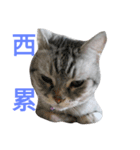 KAZOKU NECO（個別スタンプ：17）