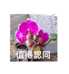 Home balcony orchid records（個別スタンプ：1）