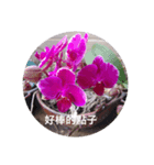 Home balcony orchid records（個別スタンプ：4）