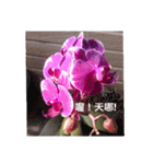 Home balcony orchid records（個別スタンプ：6）