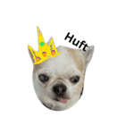 the cutest doggy（個別スタンプ：1）