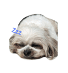 the cutest doggy（個別スタンプ：2）