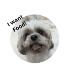 the cutest doggy（個別スタンプ：3）
