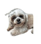 the cutest doggy（個別スタンプ：4）