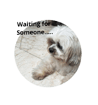the cutest doggy（個別スタンプ：5）