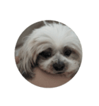 the cutest doggy（個別スタンプ：6）