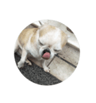 the cutest doggy（個別スタンプ：7）