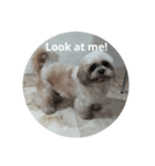 the cutest doggy（個別スタンプ：8）
