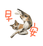fafa ＆ tsaitsai（個別スタンプ：1）