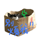 fafa ＆ tsaitsai（個別スタンプ：2）