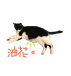 fafa ＆ tsaitsai（個別スタンプ：9）