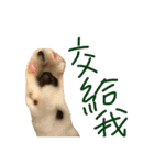 fafa ＆ tsaitsai（個別スタンプ：10）