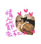 fafa ＆ tsaitsai（個別スタンプ：11）