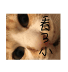 fafa ＆ tsaitsai（個別スタンプ：13）